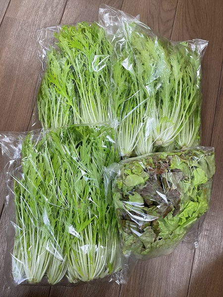 5月のご支援品5/24  水菜、サニーレタス、えんどう豆
