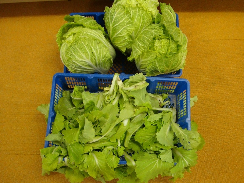 1月のご支援品  白菜、まびきな