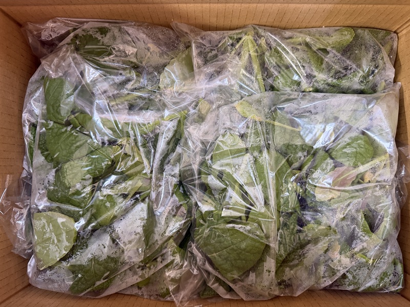 12月のご支援品12/19　かつお菜