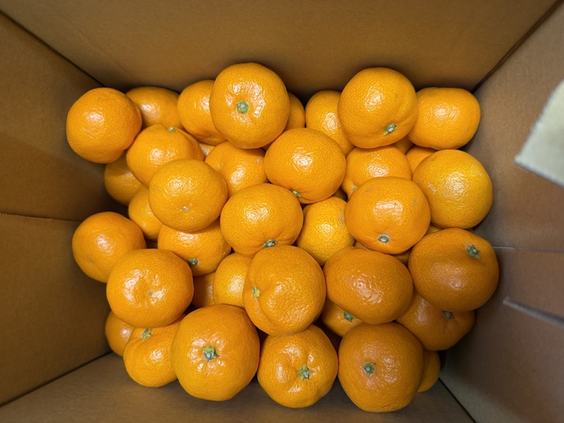 1月のご支援品1/5　みかん