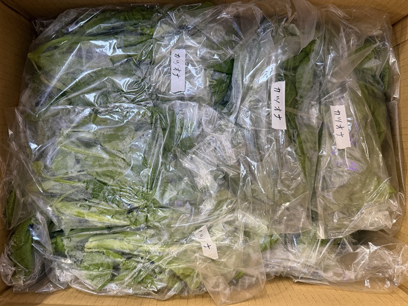 1月のご支援品1/27　かつお菜、高菜