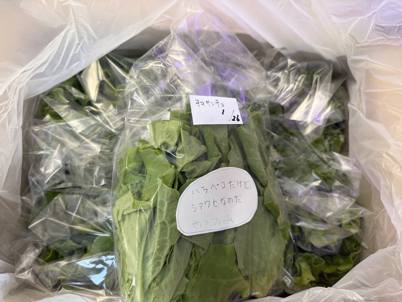 1月のご支援品1/27　チマサンチュ、小松菜