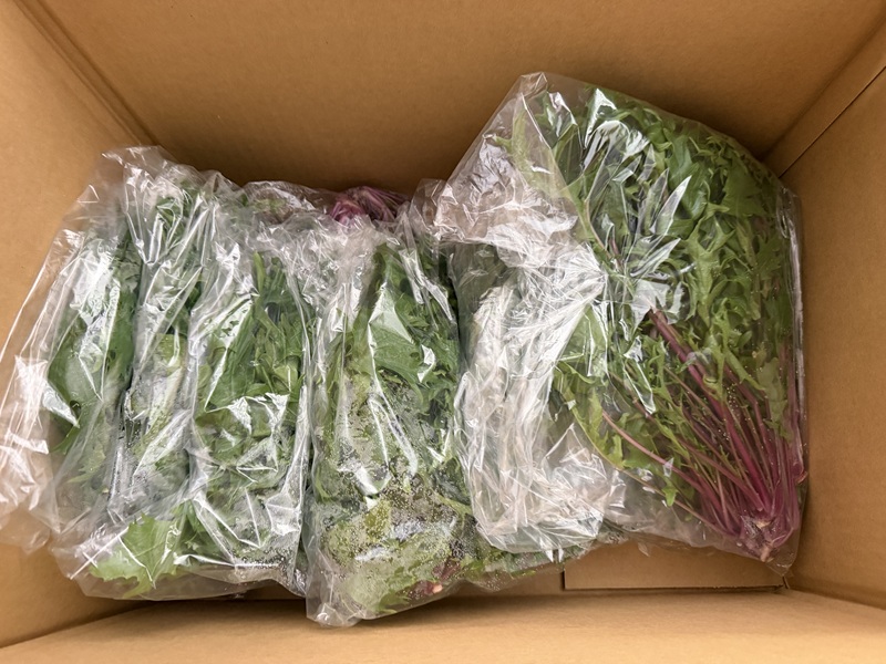 2月のご支援品2/5　紅芳師、レタスミックス