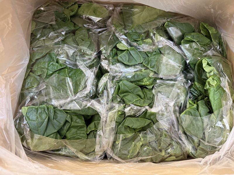 2月のご支援品2/10　小松菜、サニーレタス