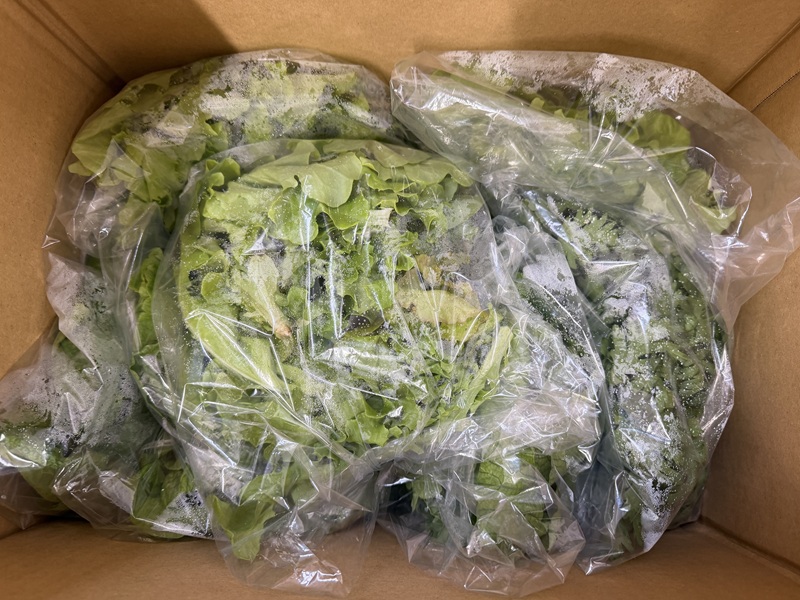 2月のご支援品2/10　レタスミックス