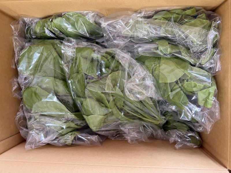 2月のご支援品2/20　小松菜、チンゲン菜、かつお菜