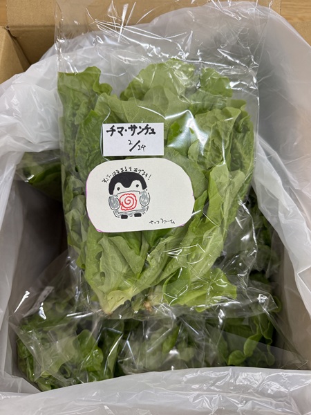 2月のご支援品2/24　小松菜、チマサンチュ