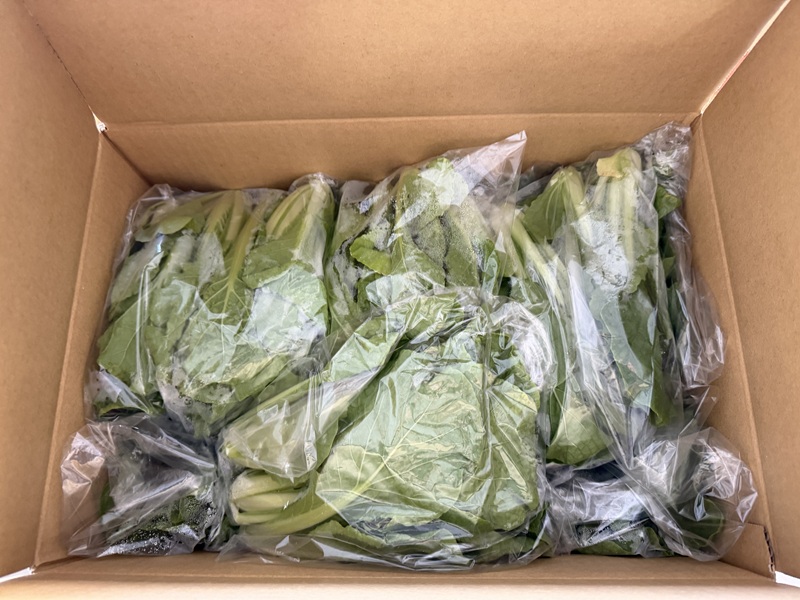 3月のご支援品3/24　白菜