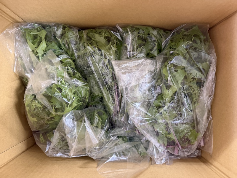 3月のご支援品3/25　紅芳師