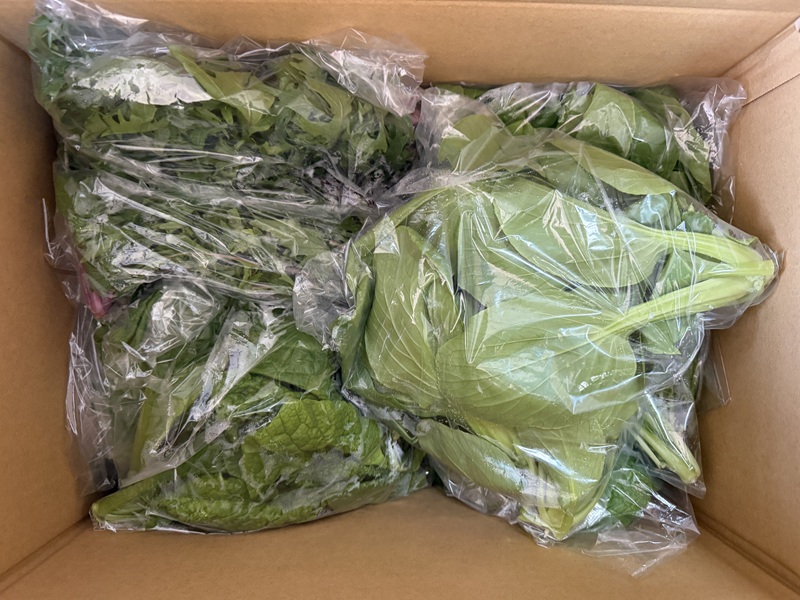 3月のご支援品3/27 小松菜、紅法師等 3月のご支援品3/27 小松菜、紅法師等