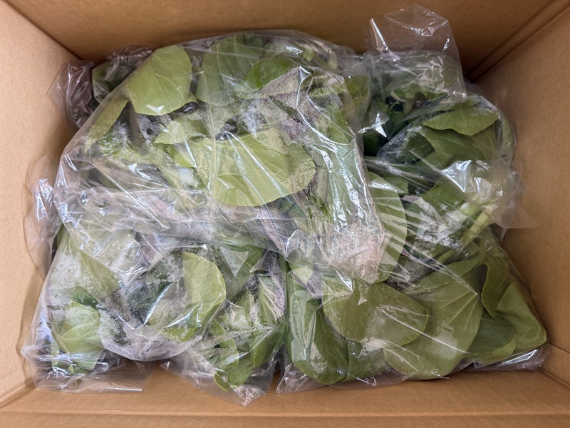 3月のご支援品3/31 チンゲン菜 3月のご支援品3/31 チンゲン菜