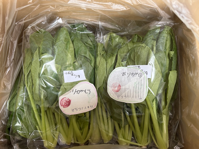 4月のご支援品4/13　小松菜、サニーレタス