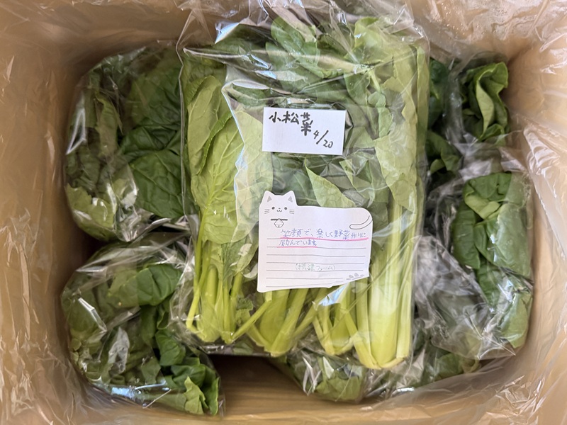 4月のご支援品4/21　小松菜、サニーレタス