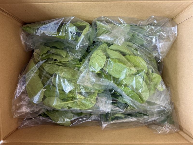 4月のご支援品4/24　白菜