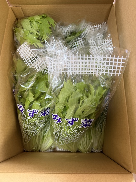 9月のご支援品9/9 水菜 9月のご支援品9/9 水菜