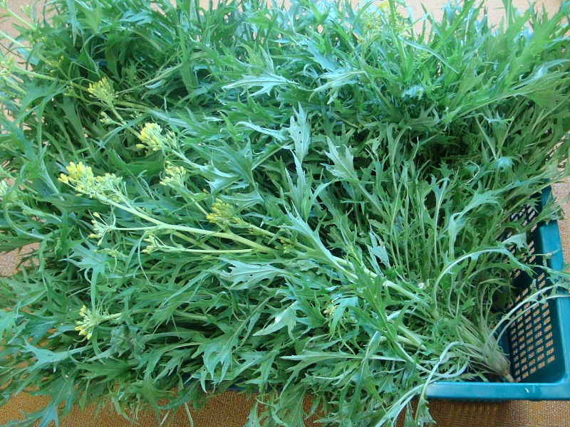 4月のご支援品 4/20水菜、ほうれん草